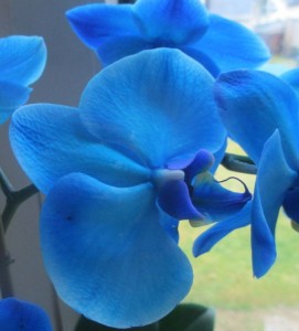 blaue orchidee