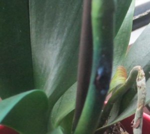 einspritzstelle am Stiel der blauen orchidee