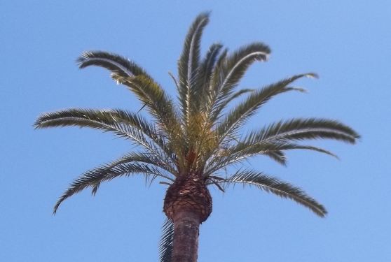 Eine Palme vor einem blauen Himmel