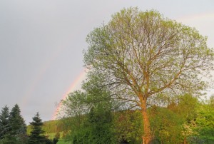 Regenbogenbaum