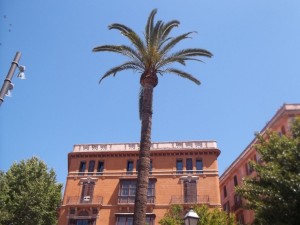 Eine Palme in Palma de Mallorca
