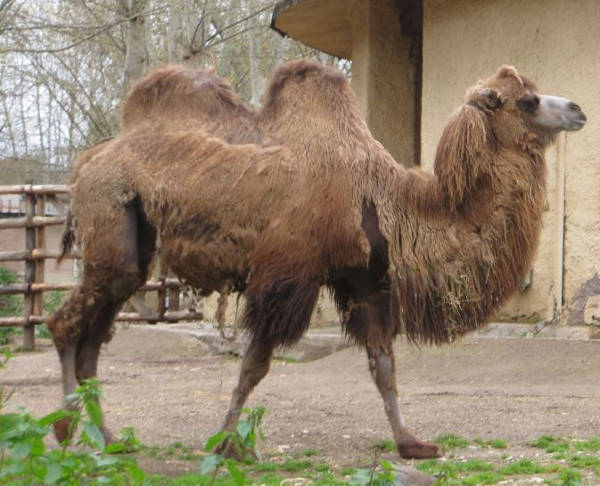 Kamel im Zoo